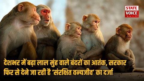 देशभर में बढ़ा लाल मुंह वाले बंदरों का आतंक, सरकार फिर से देने जा रही है ‘संरक्षित वन्यजीव’ का दर्जा